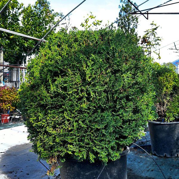 Thuja Occidentalis Palla Tiny Tim - Tuia Occidentale Vaso 33