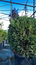Thuja Occidentalis Palla Tiny Tim - Tuia Occidentale Vaso 33 - immagine 2