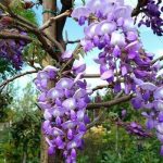 Wisteria Glicine Sinensis - Glicine Comune Vaso 18 cm 180/200H - immagine 2