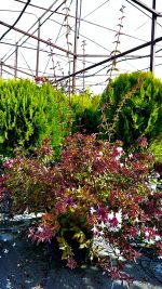 Abelia x Grandiflora Cespuglio Vaso 30 cm