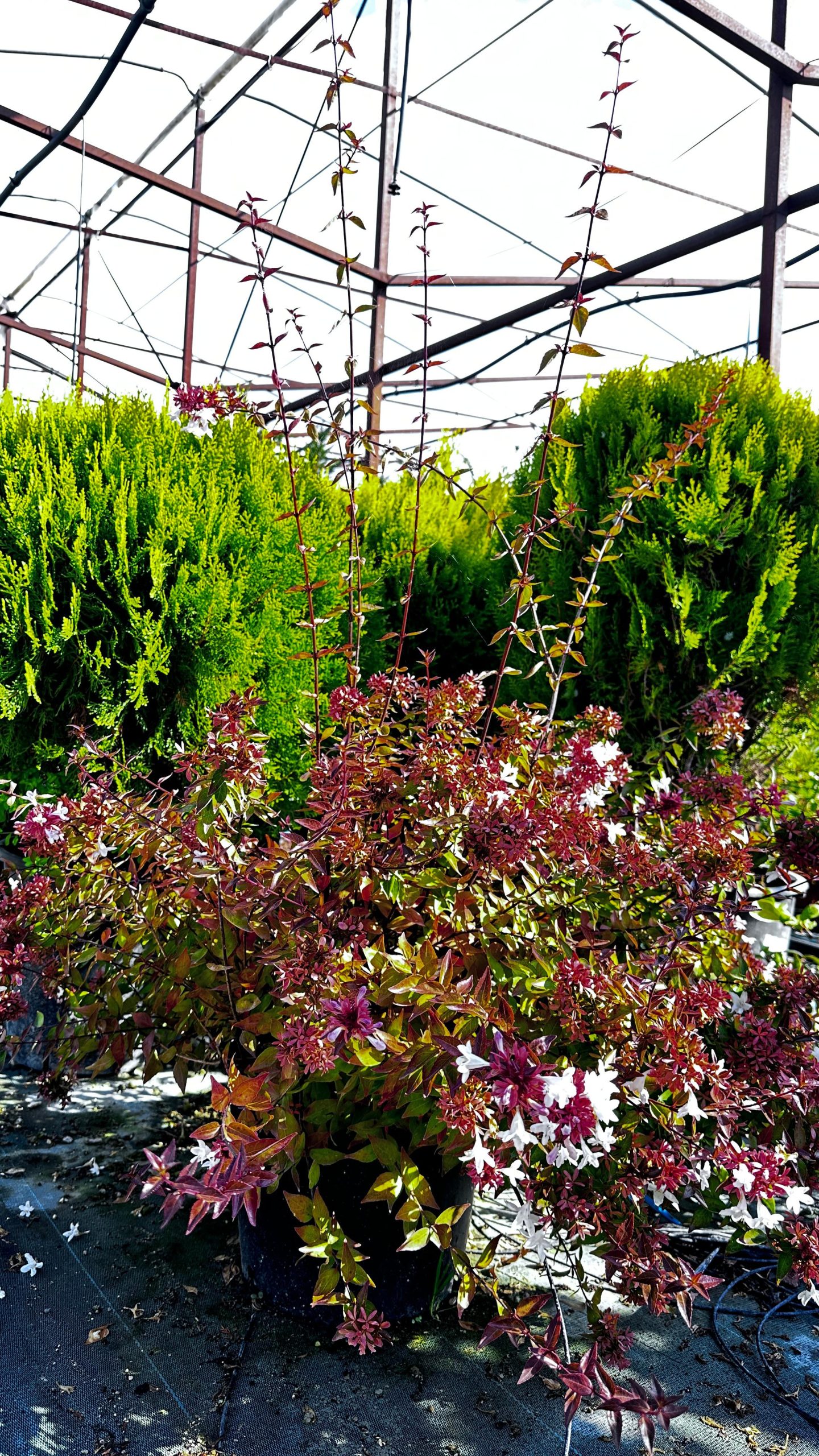 abelia grandiflora cespuglio 1 Abelia x Grandiflora Cespuglio Vaso 30 cm - immagine 1