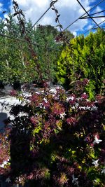 Abelia x Grandiflora Cespuglio Vaso 30 cm - immagine 2