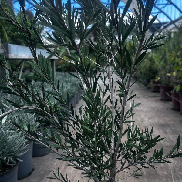 Callistemon Linearis – Callistemone Vaso 24 cm