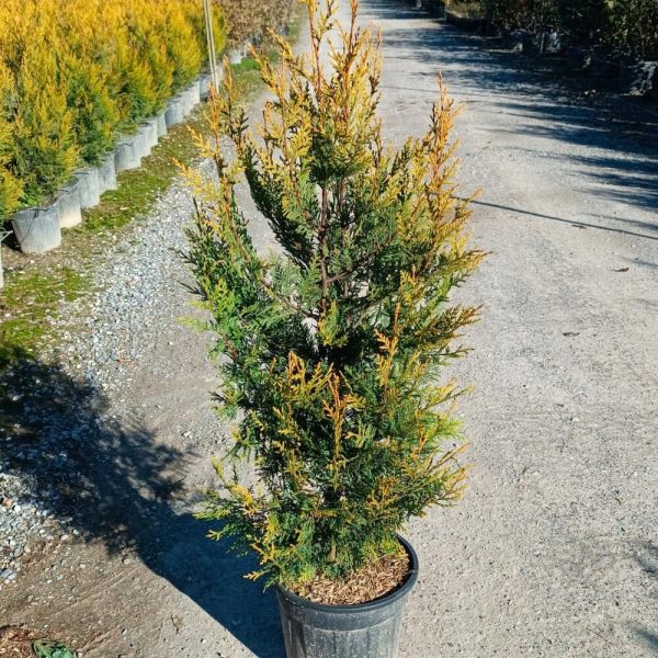 Cupressus Macrocarpa Goldcrest – Cipresso Limone Vaso 22 cm