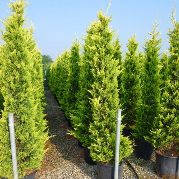 Cupressus Leylandii Castlewellan Gold – Cipresso Dorato Vaso 33 cm