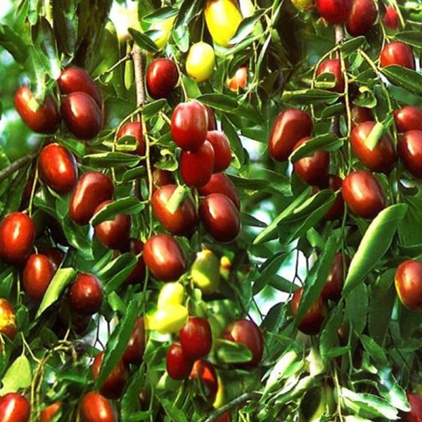 Pianta da Frutto Giuggiolo a Frutti Grandi Vaso 24 cm