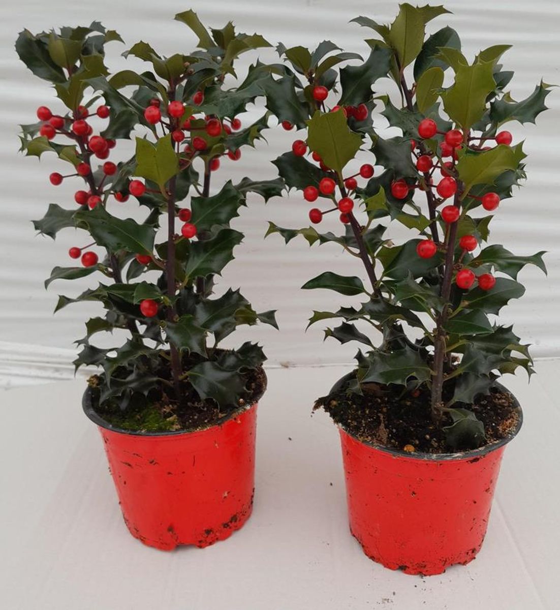 AGRIFOGLIO VASO 7 Ilex Meserveae Blue Angel Duo - Agrifoglio Vaso 7 cm - immagine 1
