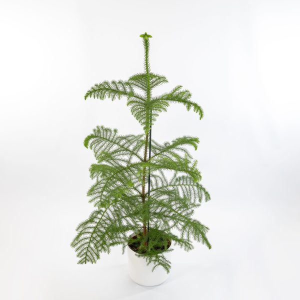 Araucaria Heterophylla - Pino di Norfolk Vaso 20 cm