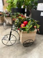 Composizione in Bici con Gaultheria e Bacche Rosse 29x20x29 cm