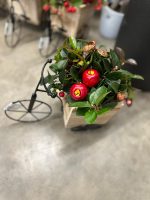 Composizione in Bici con Gaultheria e Bacche Rosse 29x20x29 cm - immagine 2