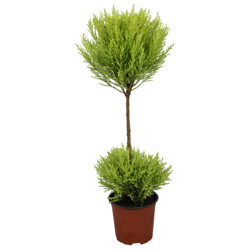Cupressus Goldcrest Duobol - Cipresso a 2 Palle Vaso 17 cm