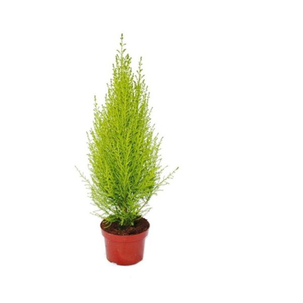 Cupressus Goldcrest Macrocarpa - Cipresso Limone Vaso 8,5 cm