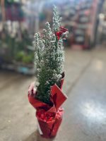 Chamaecyparisa Ellwoodii con Neve e Addobbi - Cipresso Vaso 9 cm