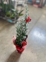 Chamaecyparisa Ellwoodii con Neve e Addobbi - Cipresso Vaso 9 cm - immagine 2