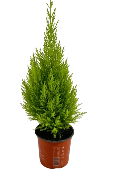 Cupressus Goldcrest Pyramide - Cipresso a Piramide Vaso 9 cm