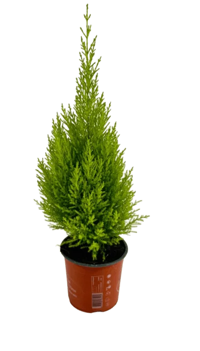 CIPRESSO PYRAMIDE VASO 9 Cupressus Goldcrest Pyramide - Cipresso a Piramide Vaso 9 cm - immagine 1