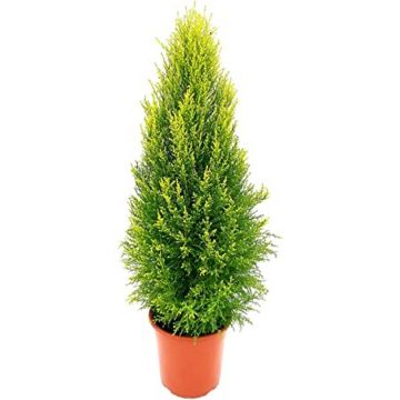 Cupressus Macrocarpa Goldcrest Stam - Cipresso Goldcrest Vaso 8,5 cm