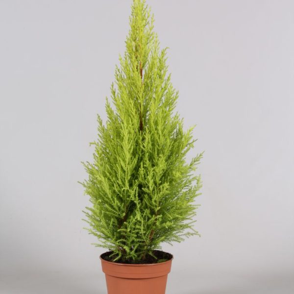Cupressus Goldcrest Wilma - Cipresso Wilma Vaso 10 cm
