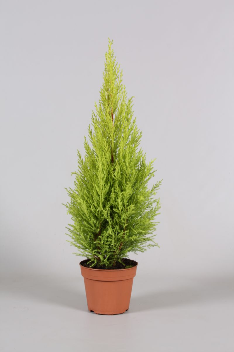 CIPRESSO WILMA Cupressus Goldcrest Wilma - Cipresso Wilma Vaso 10 cm - immagine 1