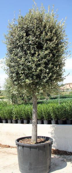 Quercus Ilex - Leccio Vaso 40 cm circonferenza tronco 10/22