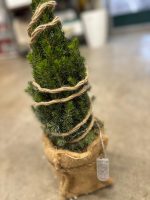 Picea - Pino Decorativo Natalizio con Luci a Led Vaso 13 cm