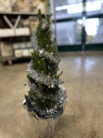 Picea - Pino Decorativo Natalizio Vaso 15 cm - immagine 2