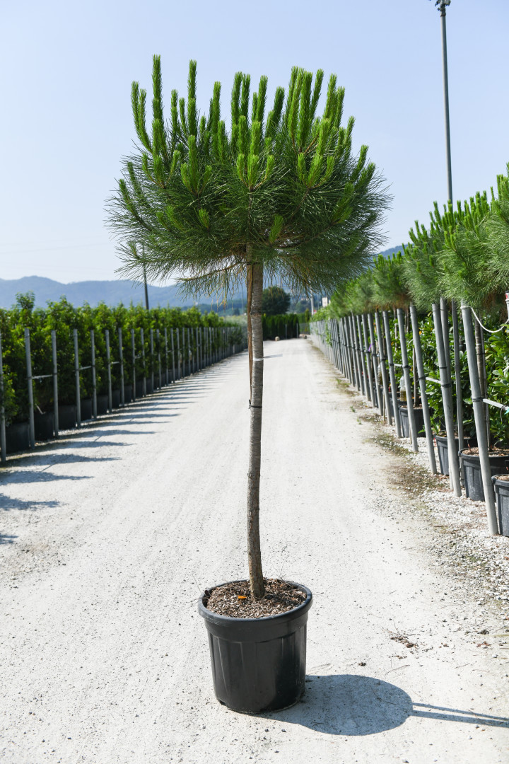 PINUS PINEA Pinus Pinea - Pino Domestico Vaso 40 cm circonferenza tronco 14/16 - immagine 1