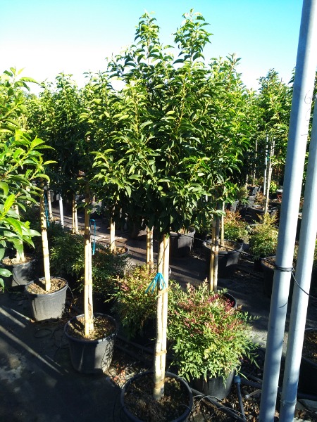 Prunus Serrulata Kanza - Ciliegio da fiore Kanzan Vaso 40 cm circonferenza tronco 10/12