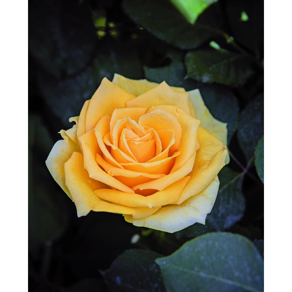 ROSA BARNI ALBA CHIARA Rosa Barni Alba Chiara - immagine 1
