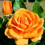 Rosa Barni Emozione