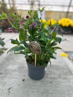Helleborus Viv Victoria - Elleboro Rosa di Natale Vaso 17 cm