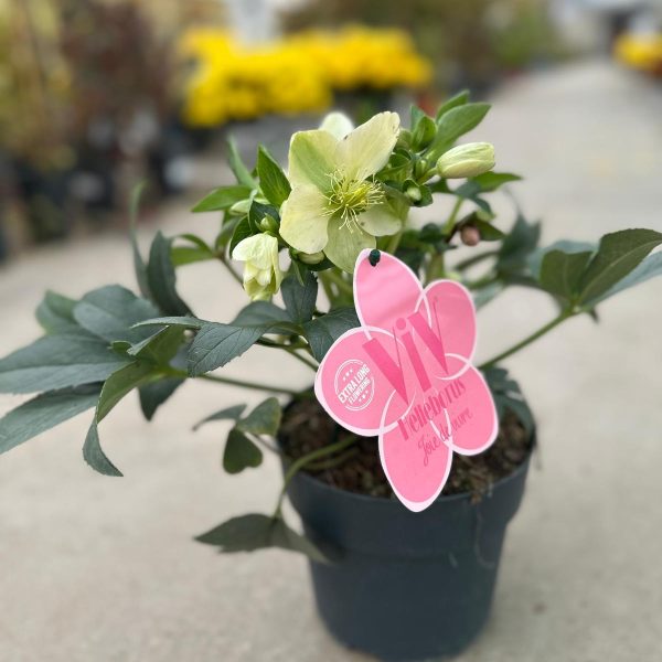 Helleborus Viv Viviana - Elleboro Rosa di Natale Vaso 17 cm
