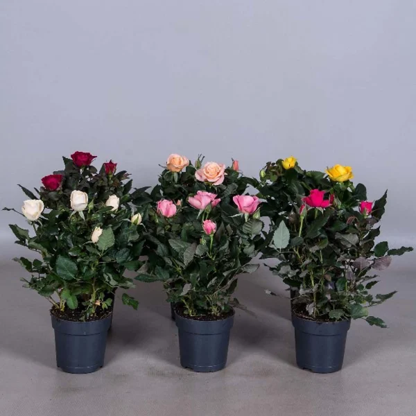 Rosa Mix Vaso 10,5 cm