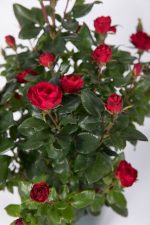 Rosa Meilland Zepeti - immagine 2