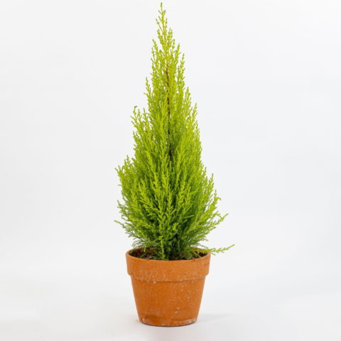 Cipresso di Monterey - Cipresso Macrocarpa Vaso 17 cm