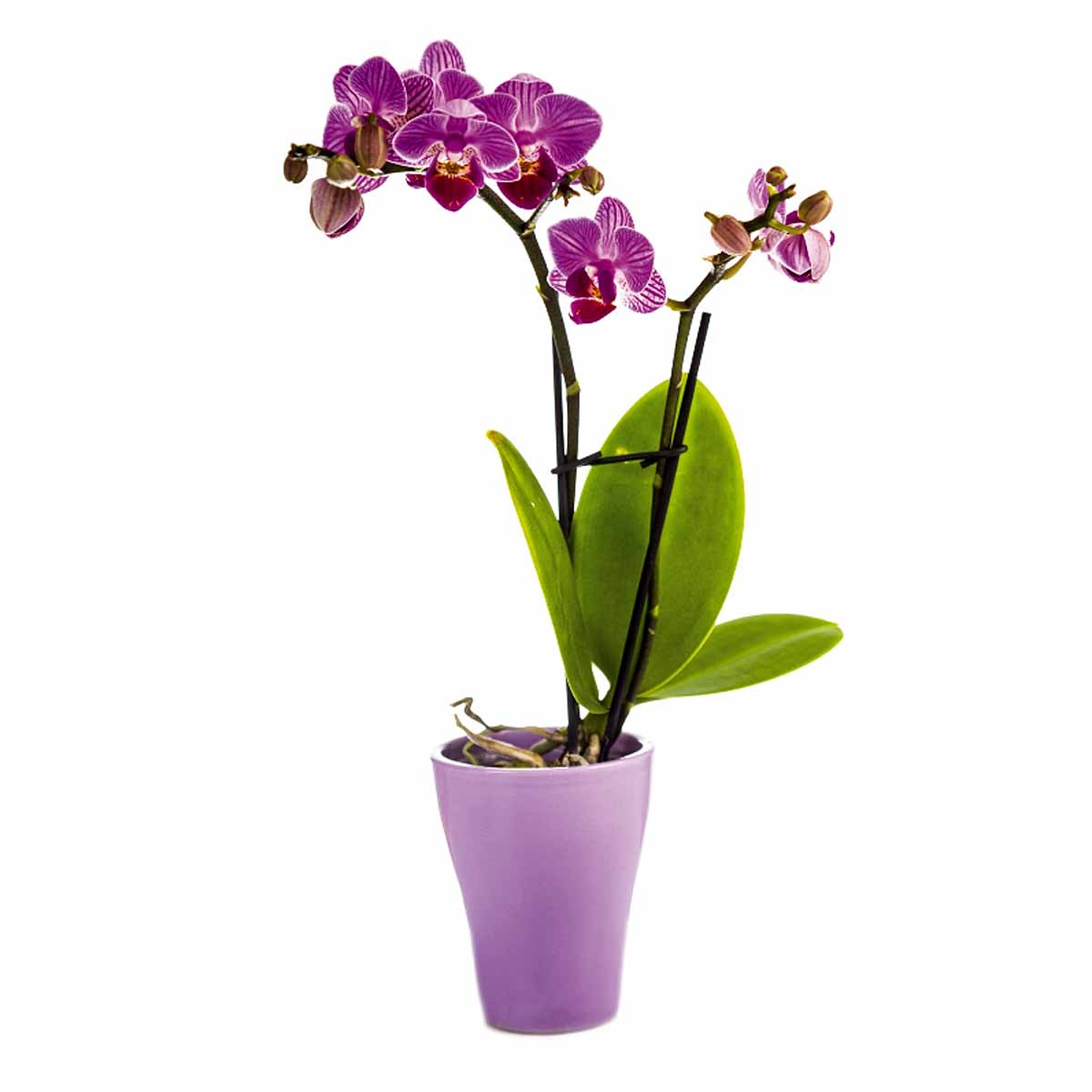 orchidea Orchidea Vaso 12 cm - immagine 1