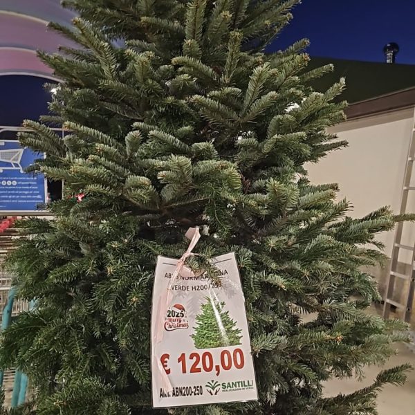 Picea Abies Nordmanniana - Albero di Natale in Zolla H200/250