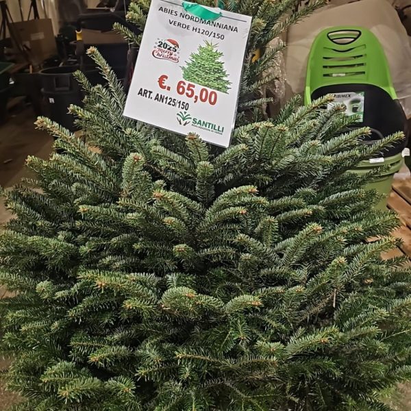 Picea Abies Nordmanniana – Albero di Natale in Zolla H125/150