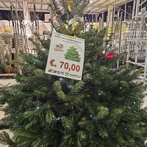 Picea Abies Nordmanniana – Albero di Natale in Zolla H150/180