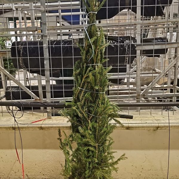 Picea Abies Excelsa – Albero di Natale in Zolla H150