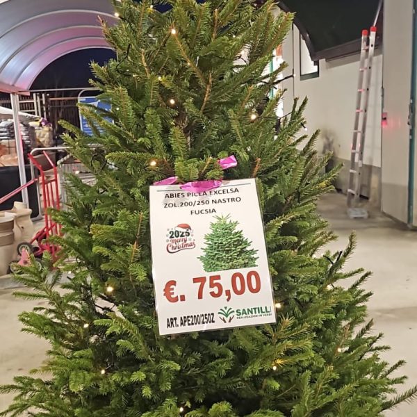Picea Abies Excelsa – Albero di Natale in Zolla H200/250