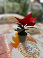 Stella di Natale Vaso 6,5 cm - immagine 2