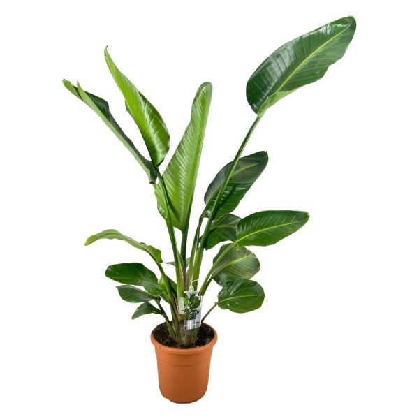 Sterlizia Augusta Vaso 30 cm