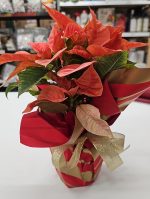 Stella di Natale Vaso 14 cm