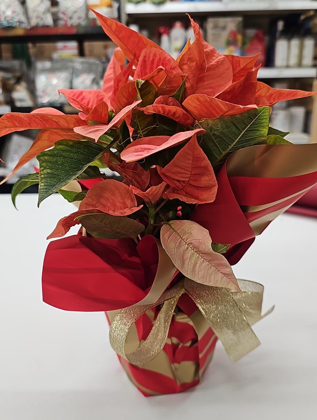 stella Stella di Natale Vaso 14 cm - immagine 1