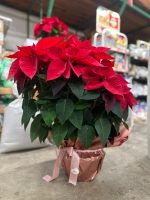 Stella di Natale Vaso 25 cm in Basket