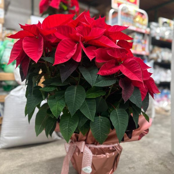 Stella di Natale Vaso 25 cm in Basket