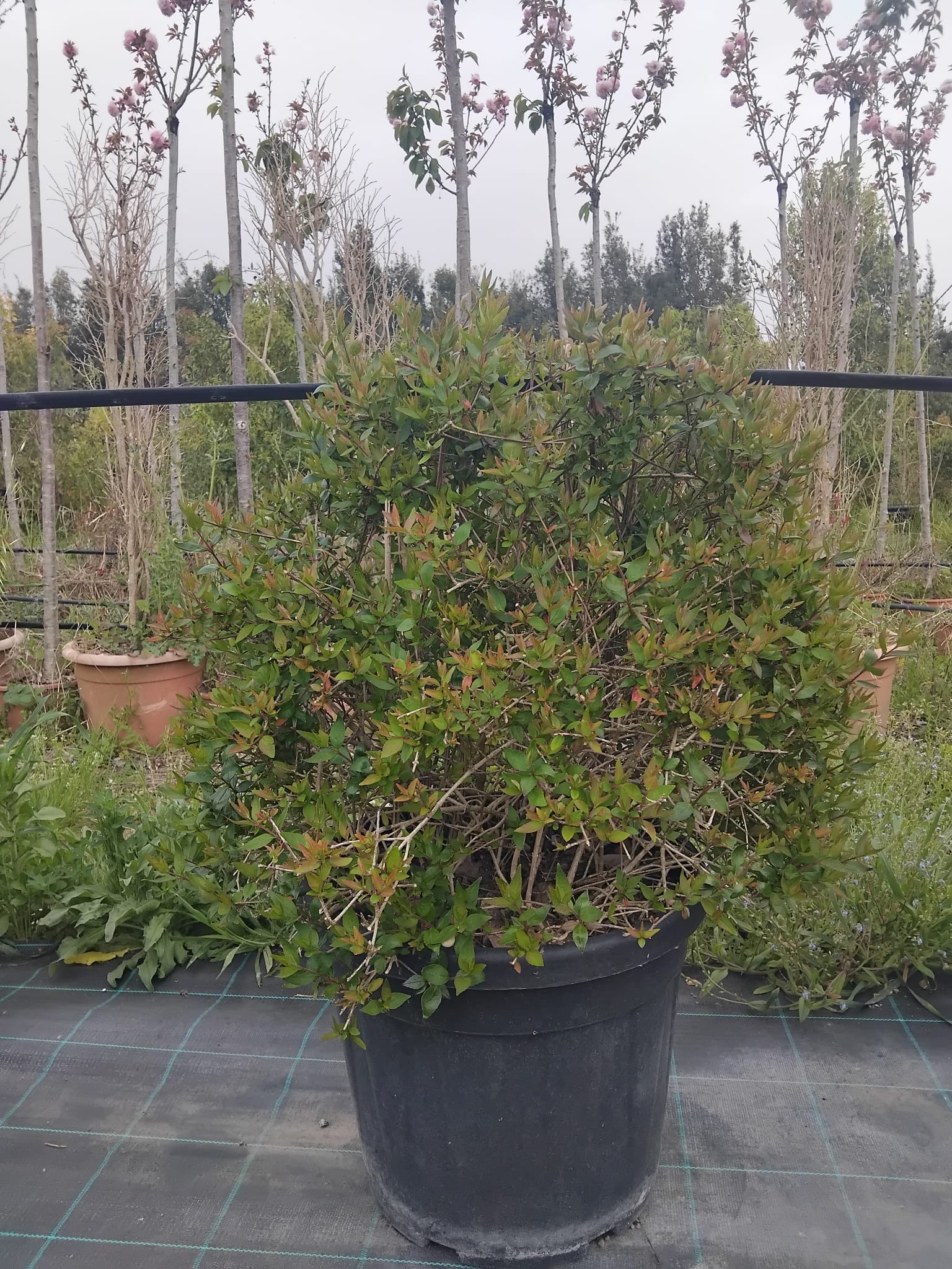 WhatsApp Image 2026-05-29 at 08.50.39 Pacchetto 30 Abelia Grandiflora cesp. V28/30 compreso trasporto Roma. - immagine 1