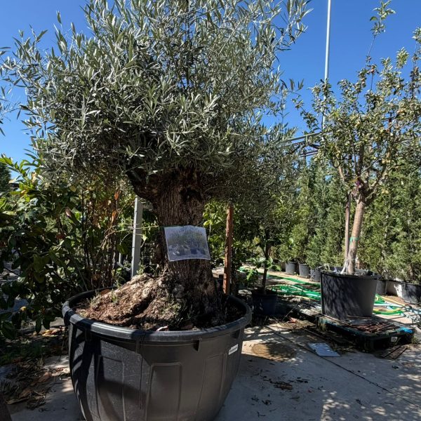 Olea europaea Bonsai 100/120 cm 375/ 500 LT