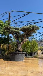 Olea europaea Pompon P.J. 230/ 285 LT